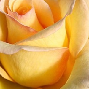Поръчка на рози - Жълт - Чайно хибридни рози  - дискретен аромат - Pоза Елегантна Красавица - Реймър Кордес - Оцветен пастел,дълго цъвтящ,устойчив